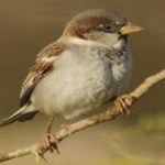 image of bird