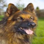 image of german_sheperd #19