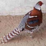image of bird