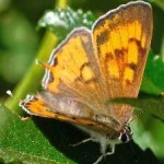 image of animal