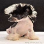 image of animal