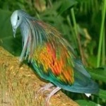 image of bird
