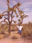 image of joshua_tree