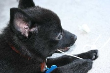 image of schipperke