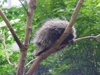 image of porcupine