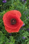 image of flower