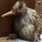 image of bird