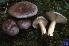 image of mushrooms