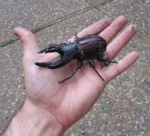 image of rhinoceros_beetle #1