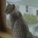 image of egyptian_mau #1