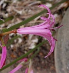 image of flower
