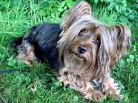 image of silky_terrier #16