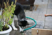 image of siberian_husky