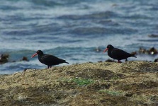 image of oystercatcher
