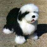 image of old_english_sheepdog