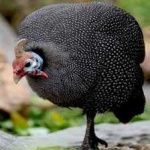 image of bird