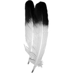 image of feather