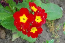 image of flower
