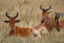 image of hartebeest