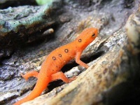image of eft