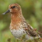 image of bird