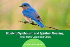 image of bluebird