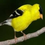 image of bird
