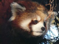 image of lesser_panda #24