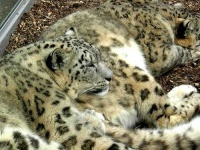 image of snow_leopard