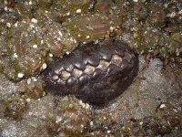 image of chiton
