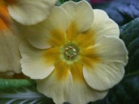 image of flower