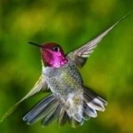 image of bird