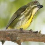 image of yellow_bellied_flowerpecker