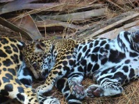 image of jaguar_car