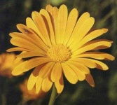 image of flower