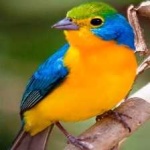image of bird