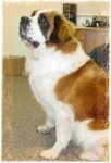 image of saint_bernard