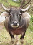 image of water_buffalo