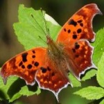 image of animal