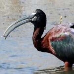 image of bird