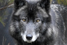 image of wolf #58