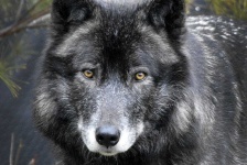 image of animal