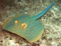 image of electric_ray