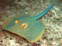 image of electric_ray #29