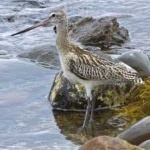 image of bar_tailed_godwit #32