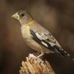image of bird