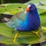 image of bird