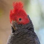 image of bird