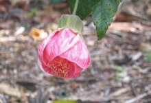 image of flower