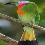 image of bird